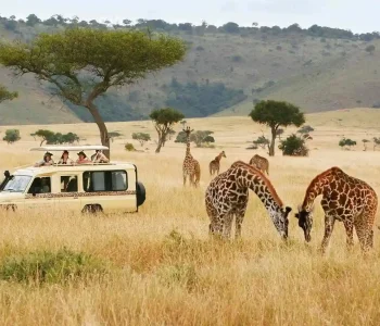 Safari in Kenya & Tanzania (1)_compressed Safari in Kenya & Tanzania (1)_compressed